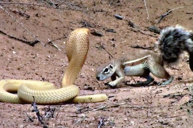 Bằng thân pháp cực kỳ linh hoạt, sóc nhỏ biến màn đi săn của rắn hổ mang thành một "trò lố"