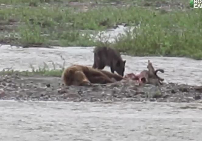 Clip: Sói đói liều lĩnh cướp thức ăn của gấu xám Bắc Mỹ và cái kết bất ngờ