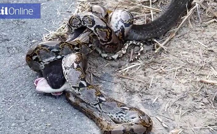 Hãi hùng cảnh rắn hổ mang chúa quyết tử với trăn gấm