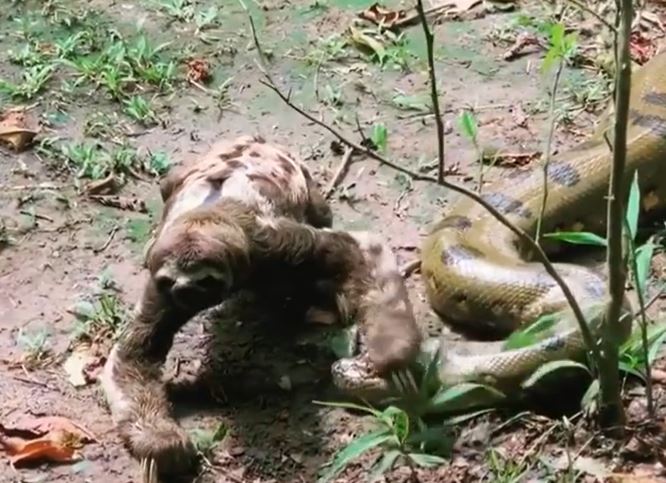 Clip: Cuộc chạm trán giữa con lười với trăn anaconda “khủng” và cái kết ít ai ngờ