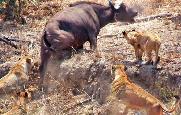 Nhờ vào sức mạnh của sự đoàn kết, đàn trâu rừng hết lần này đến lần khác chặn đứng đòn tấn công của bầy sư tử