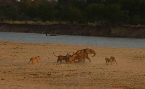 Đụng độ đàn sư tử hung dữ, voi con thắng không tưởng