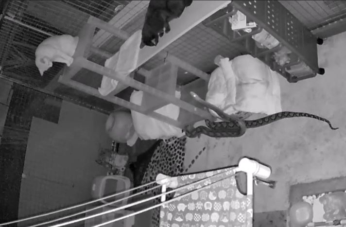 Trăn trườn vào nhà tấn công mèo để ăn thịt và cái kết