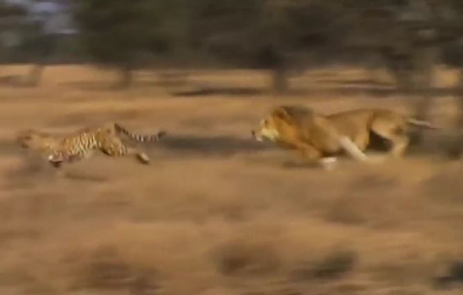 Kinh ngạc tốc độ của "vua sư tử" trong video hiếm hoi đuổi bắt báo gê-pa