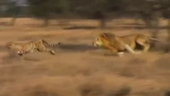 Kinh ngạc tốc độ của "vua sư tử" trong video hiếm hoi đuổi bắt báo gê-pa