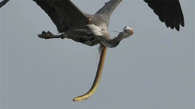 Cảnh tượng trông rất "ra gì và này nọ"... Ảnh: Sam Davis. Cảnh tượng trông rất "ra gì và này nọ"... Ảnh: Sam Davis.