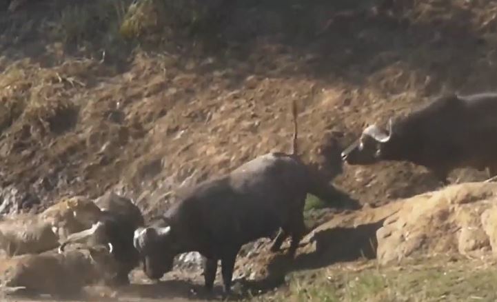 Sư tử choáng váng trước màn cứu bạn "cực gắt" của trâu rừng