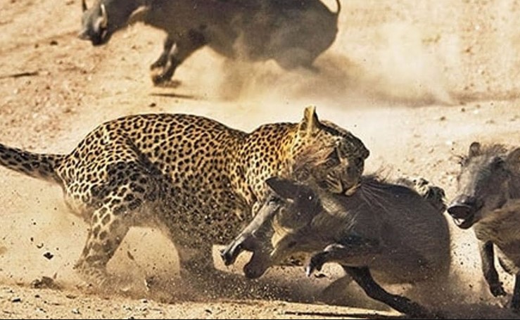 Thước phim quý hiếm ghi lại một pha "rình rập" săn mồi tạo nên thương hiệu của loài báo châu Phi