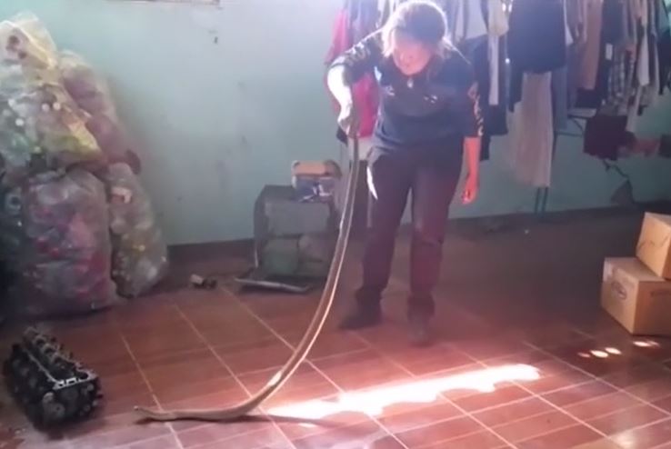 Ớn lạnh cảnh nữ chuyên gia dùng tay không khống chế rắn hổ mang hung dữ