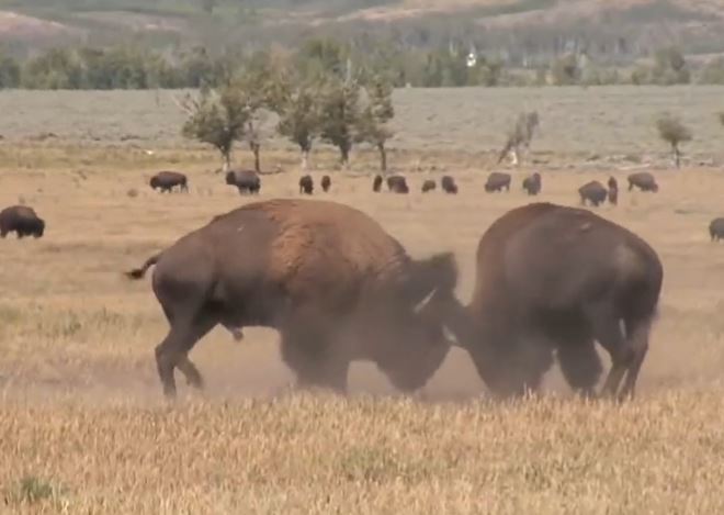 Kinh hãi với màn "ác đấu" bất phân thắng bại của bò đực châu Mỹ