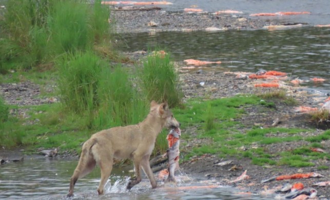 Clip: Được mùa kỷ lục về số lượng cá hồi quay về sinh sản, dọc bờ sông "la liệt" xác cá bị ăn thịt