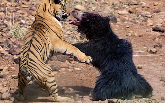 Clip: Bảo vệ con nhỏ, gấu mẹ liều cả tính mạng đối đầu với con hổ dữ