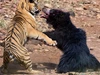 Clip: Bảo vệ con nhỏ, gấu mẹ liều cả tính mạng đối đầu với con hổ dữ