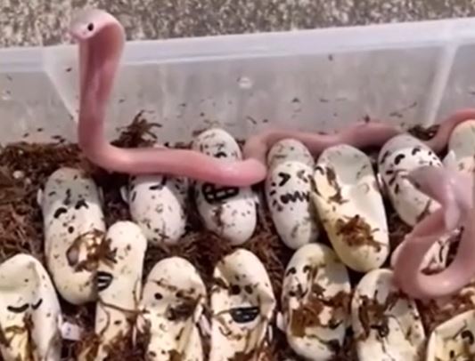 Clip: Rắn hổ mang non mới nở đã thể hiện thái độ hung hãn đáng sợ