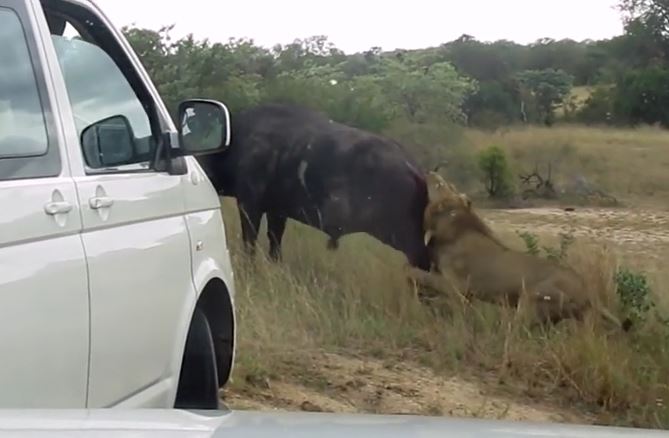 Trâu rừng tinh quái chọc thủng lốp xe để thoát khỏi sư tử và cái kết mỹ mãn
