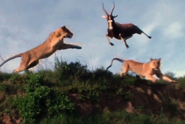 Clip: Sư tử kết thúc cuộc đi săn bằng màn "phi thân" tóm gọn con mồi trên không ngoạn mục