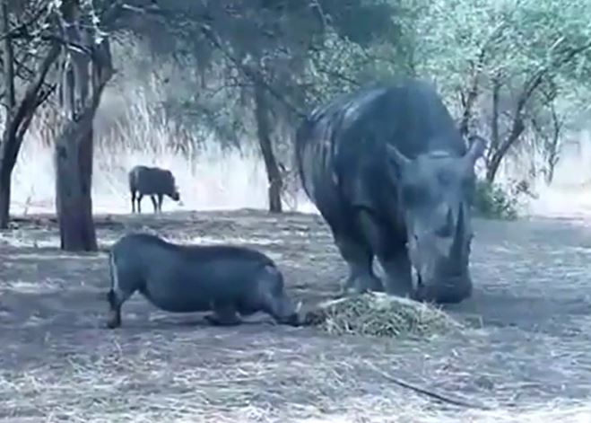 Liều lĩnh giành thức ăn, lợn rừng hứng trọn đòn trừng phạt của tê giác