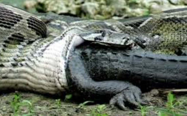 Clip: Một phút ngẩn ngơ, "chúa tể đầm lầy" bị con trăn siêu khổng lồ nuốt chửng