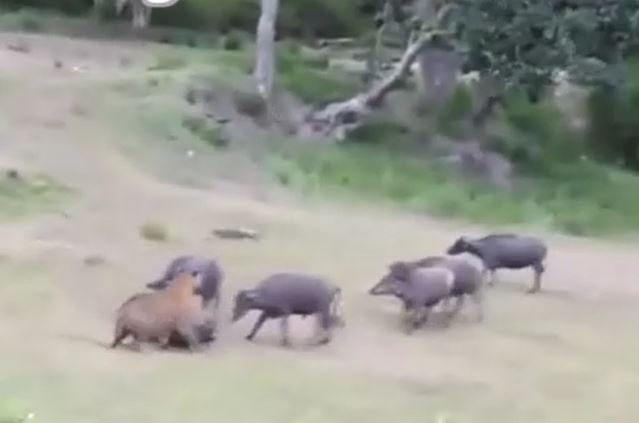 Hổ đoạt mạng trâu rừng sau một nhát cắn và cái kết khó ai ngờ