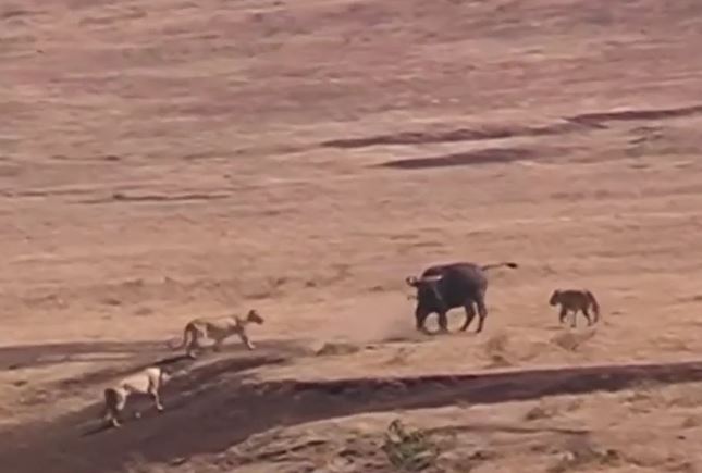 Trâu rừng "sống mái" với sư tử để bảo vệ con và cái kết kịch tính