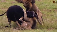 Clip: Một khi ra tay, những vị Vua của đàn sư tử cho thấy kỹ năng săn mồi cực "đỉnh"