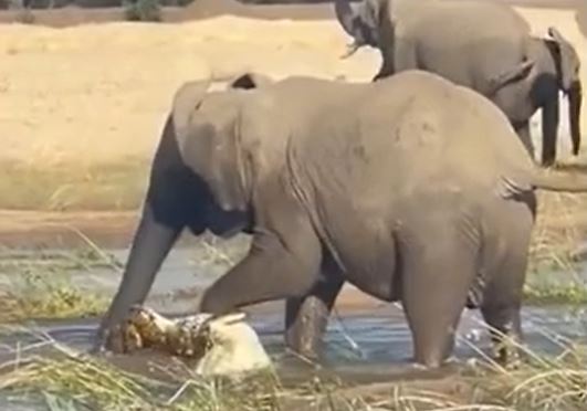 Cả gan trêu voi đang uống nước, "ông vua đầm lầy" trả giá bằng mạng sống