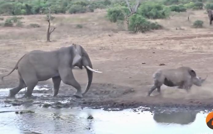 Kinh hãi cảnh voi điên lao đến húc văng tê giác vì lý do bất ngờ