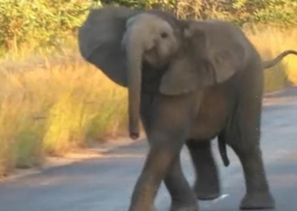 Clip: Voi con biểu diễn tiết mục nhảy múa "cực sung" dành tặng du khách