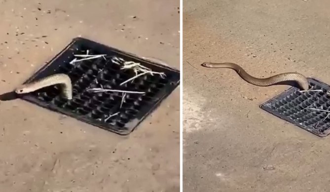 Clip: Rợn người khoảnh khắc loài rắn độc nguy hiểm nhất nước Úc bò lên từ nắp cống nơi bãi biển đông người
