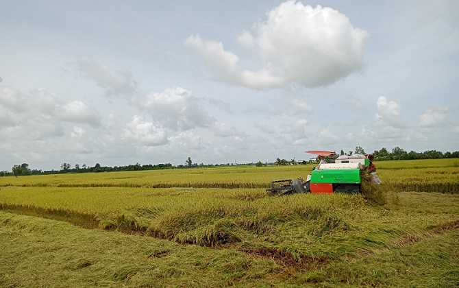 Kinh tế tuần hoàn là nền tảng phát triển bền vững ngành lúa gạo