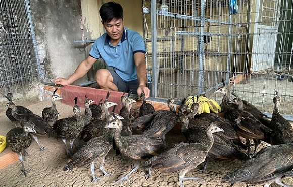 Doanh nghiệp chăn nuôi xin cơ chế để phát triển cơ sở giết mổ