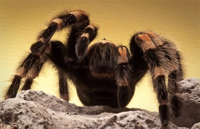 Nhện Brazilian Salmon Pink Tarantula, con vật lớn thứ 3 trong họ nhà nhện.