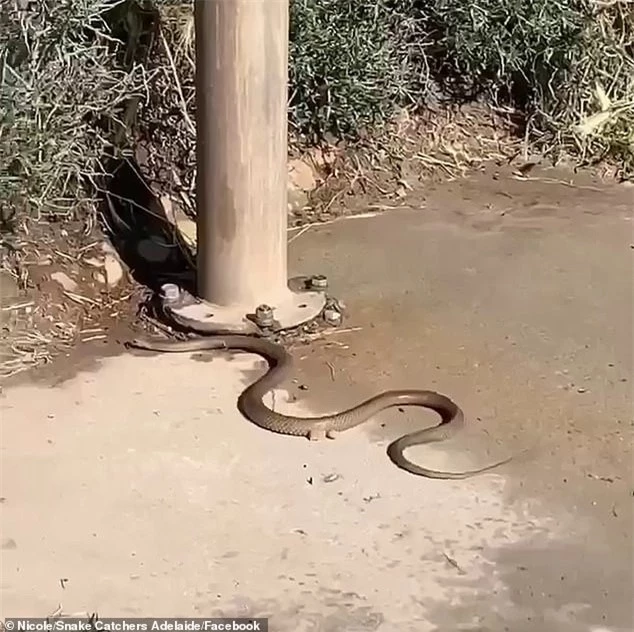 Con rắn sau khi chui lên khỏi nắp cống nhanh chóng trốn vào trong bụi rậm.