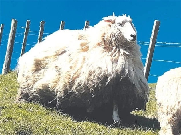 Học thói lười nhác, cừu "Shrek 2" sở hữu bộ lông khổng lồ sau 5 năm bỏ trốn trong rừng