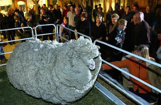 Tên Shrek 2 được đặt theo một con cừu nổi tiếng trước đó ở New Zealand năm 2004.