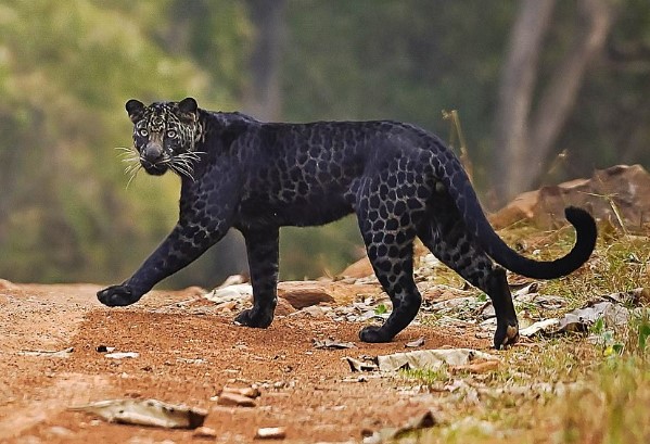 Báo đen cực kỳ quý hiếm tình cờ bị bắt gặp khi đang săn mồi