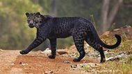 Báo đen cực kỳ quý hiếm tình cờ bị bắt gặp khi đang săn mồi