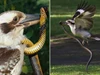 Clip: Đụng nhầm phải con rắn cực độc, chim bói cá bản địa Úc suýt nhận cái kết "đắng"