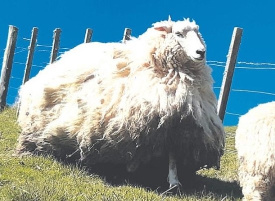 Học thói lười nhác, cừu "Shrek 2" sở hữu bộ lông khổng lồ sau 5 năm bỏ trốn trong rừng