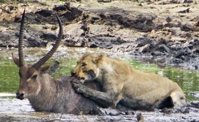 Clip: Sư tử thi triển kỹ năng săn mồi "cực đỉnh" dưới nước