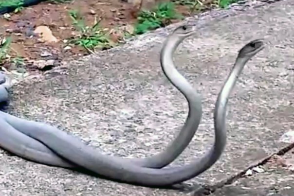 Clip: Thủ tục giao phối "rợn người" của loài rắn độc nguy hiểm nhất hành tinh