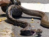 Clip: Trận chiến đường phố "một mất một còn" giữa rắn hổ mang chúa và trăn gấm