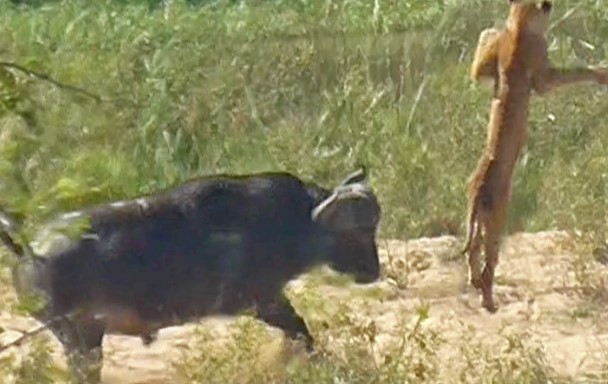 Clip: Trâu rừng "tả xung hữu đột", húc tung cả đàn sư tử hung dữ để giải cứu thằn lằn