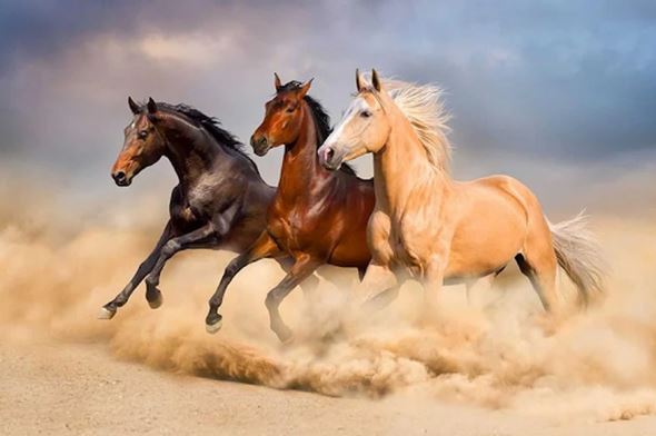 Top 3 tuổi giàu nhất tháng 6 âm: Đặc biệt số 2 cá Chép hóa Rồng, tiền tiêu không xuể