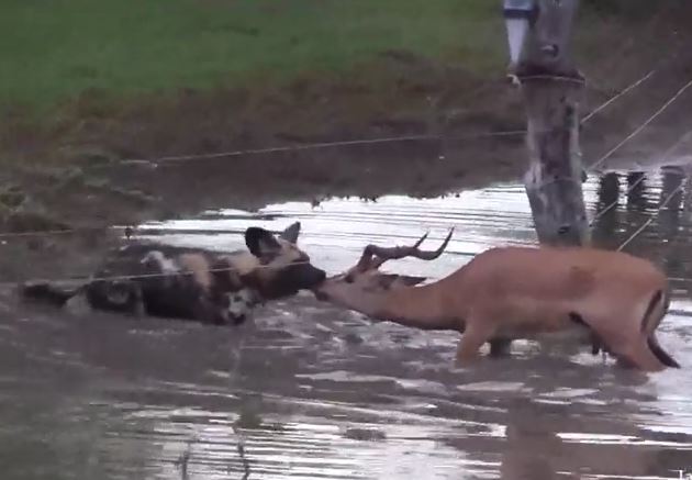 Linh dương tinh quái trốn xuống nước vẫn không thoát khỏi bầy chó hoang