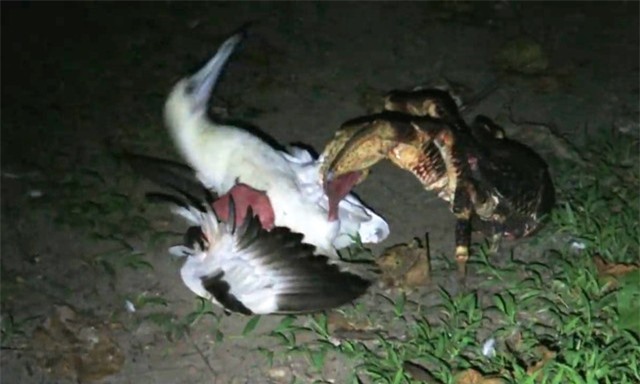 Loài cua “kỳ dị” biết trèo cây, săn chim chóc như động vật ăn thịt ảnh 1 Loài cua “kỳ dị” biết trèo cây, săn chim chóc như động vật ăn thịt ảnh 1