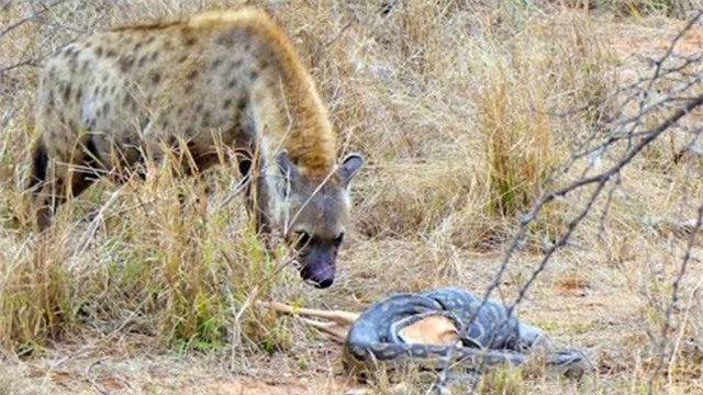 Một phút sơ sẩy, trăn đá châu Phi bị linh cầu “nẫng” mất con mồi ảnh 1 Một phút sơ sẩy, trăn đá châu Phi bị linh cầu “nẫng” mất con mồi ảnh 1