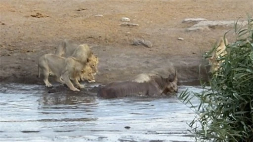 Tưởng dễ ăn, 3 con sư tử bị 1 con tê giác đang mang thai đuổi chạy “cong đuôi“ ảnh 1