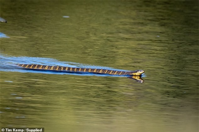 Con rắn bơi đến gần bãi cỏ nơi tụ tập của đàn vịt. Ảnh: Tim Kemp. Con rắn bơi đến gần bãi cỏ nơi tụ tập của đàn vịt. Ảnh: Tim Kemp.