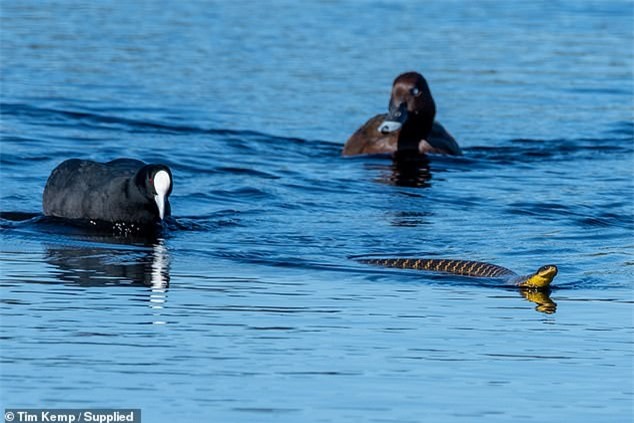 Hoàn toàn không có bất kỳ xung đột xảy ra trong quá trình di chuyển. Ảnh: Tim Kemp. Hoàn toàn không có bất kỳ xung đột xảy ra trong quá trình di chuyển. Ảnh: Tim Kemp.